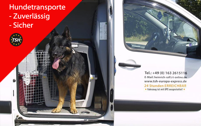 Hundetransporte